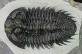 Coltraneia Trilobite Fossil - Huge Faceted Eyes #153973-1